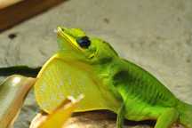 Anolis trinitatis - RARYTAS!