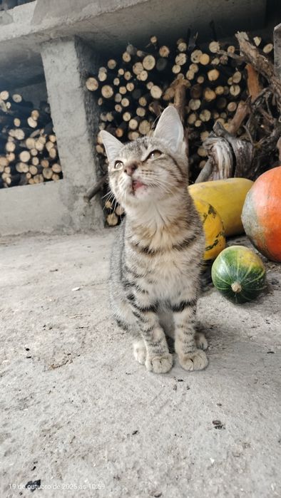 Gatinho para adoção