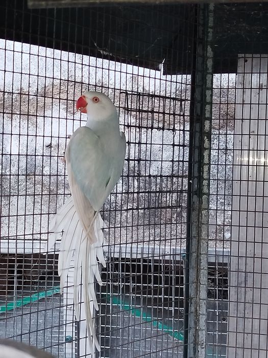Ring neck fêmea azul lacewing