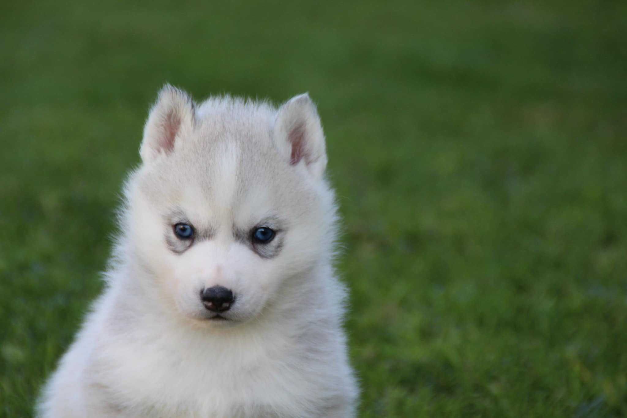 Siberian husky suczka  srebrno-biała ZKwP FCI