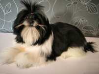 Shih tzu suczka ZKWP/ FCI