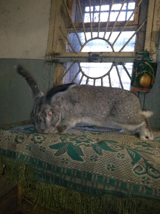 кролики породы советская шиншилла , в продаже самцы и самки.