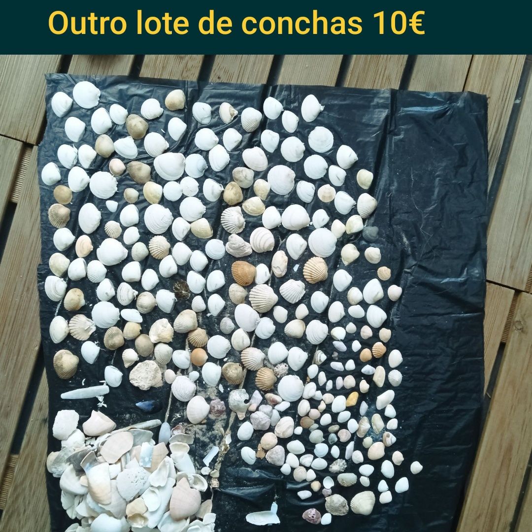 Conchas, várias.