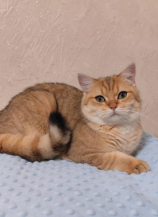 Британська золота шиншила прямовухі хлопчик дівчинка