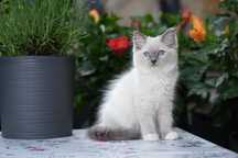 Kotka blue mitted ragdoll Cattris gotowa do odbioru