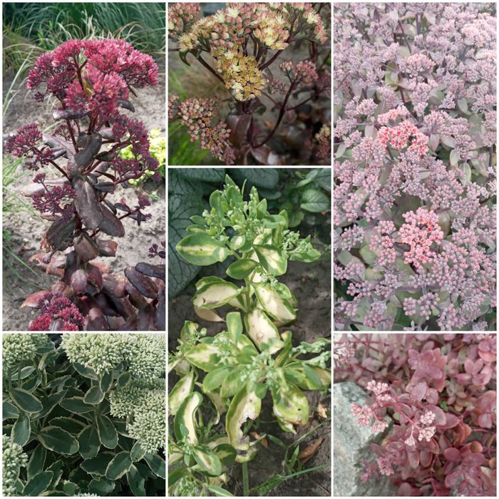 Продам многолетники, очитки,  молочай, хосты, злаки,папоротники