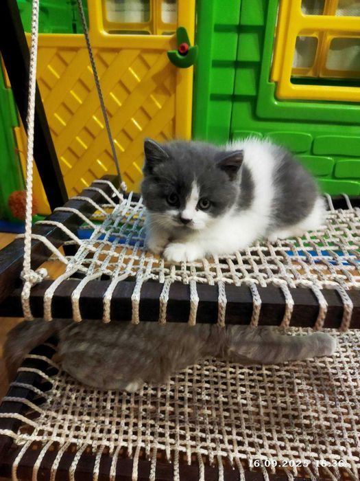 Шотландський скотіш страйт