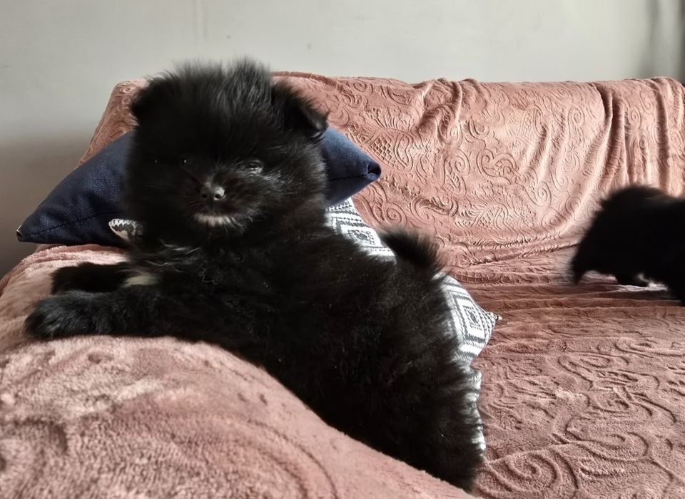 Pomeranian  Szpic miniaturowy