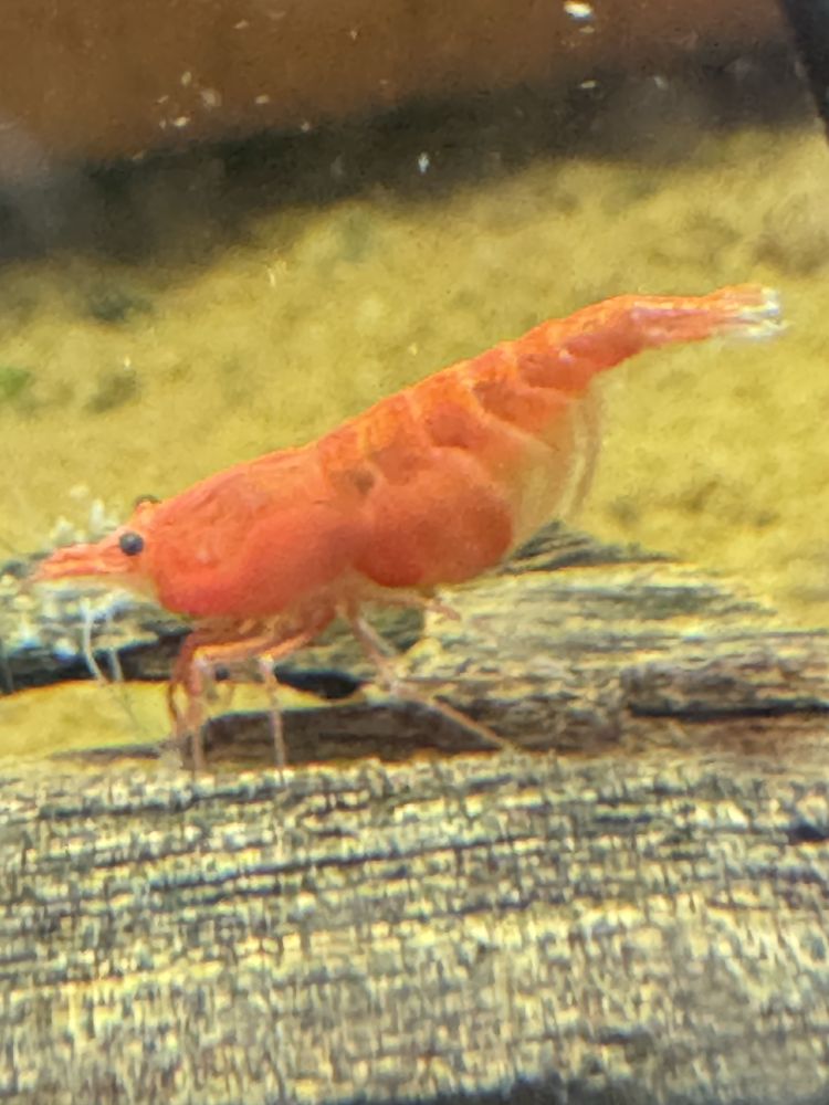 Krewetki Neocardina RED SAKURA