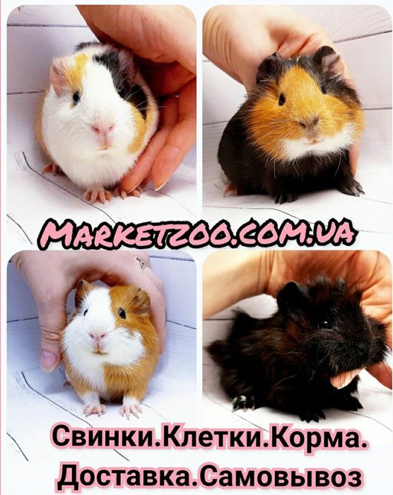 Морская свинка,морська свинка,морские свинки,морські свинки