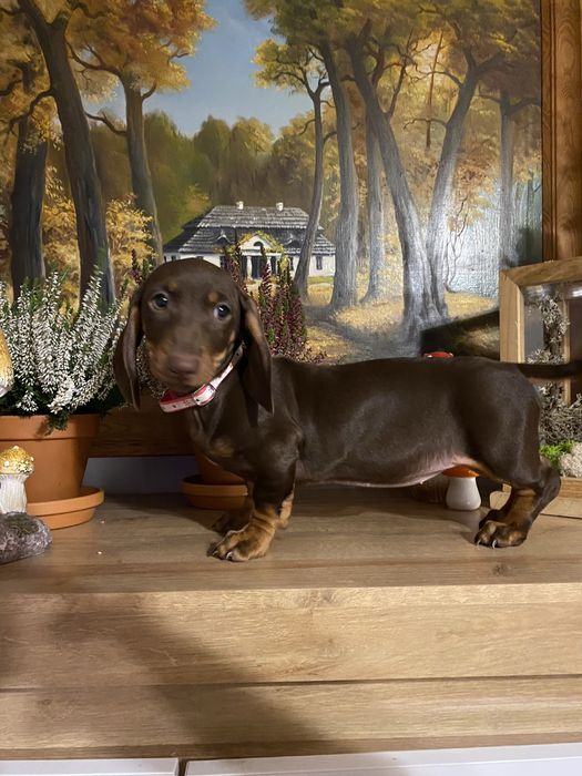 Jamnik suczka czekoladowa miniatura