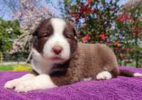 Rasowy pies Border Collie - piękne szczenię po mądrych rodzicach