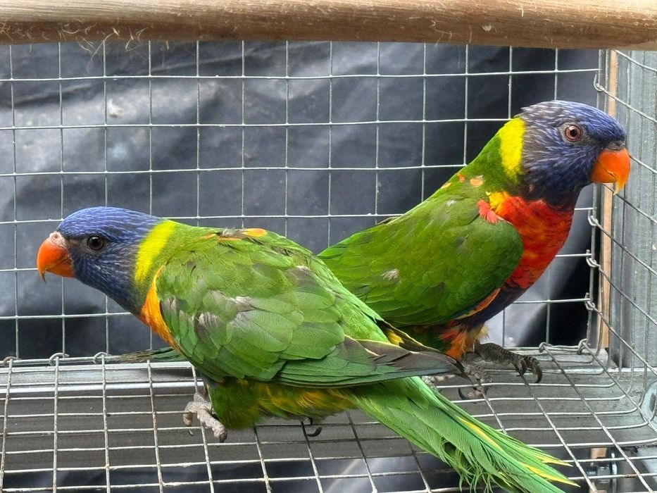 Casal Loris Molucanos