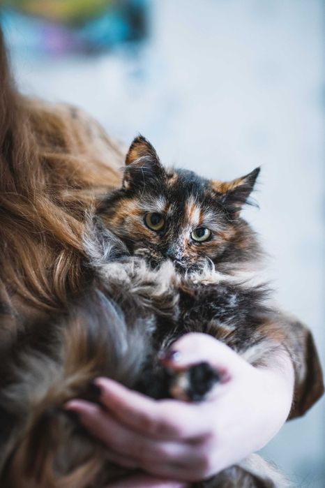 Кошенятко дівчинка 9 місяців шукає сім'ю