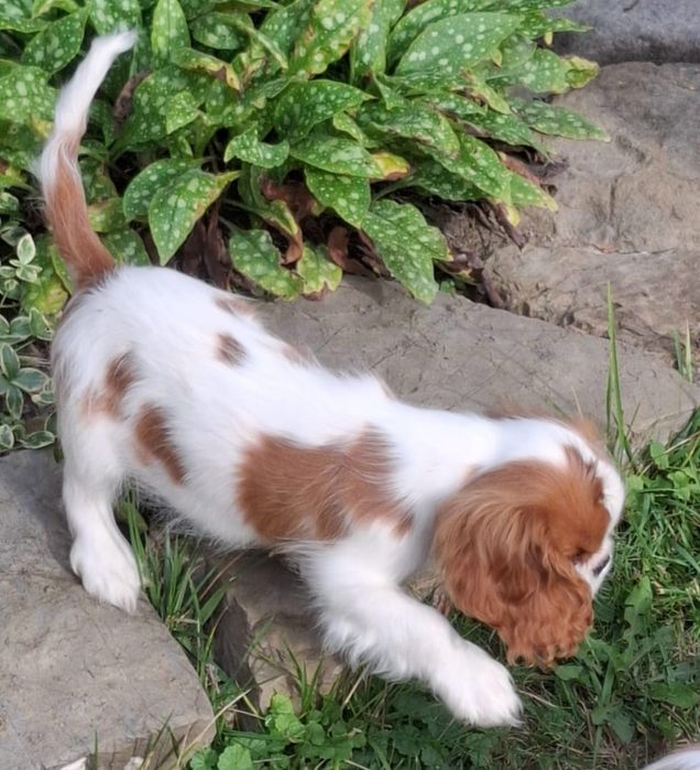 Piesek Cavalier King Charles Spaniel Związek Kynologiczny w Polsce FCI