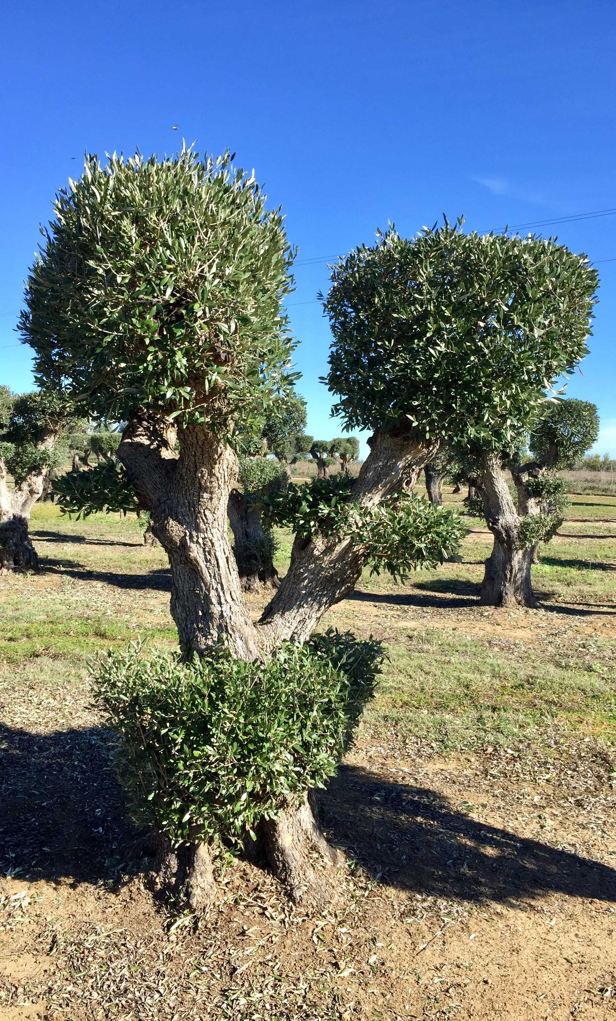 Oliveiras Bonsai - Alentejo