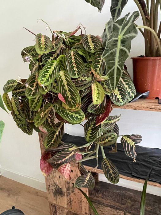 Coleção de Plantas de Interior – Todas por 200€ (Braga)