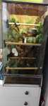 terrarium pionowe