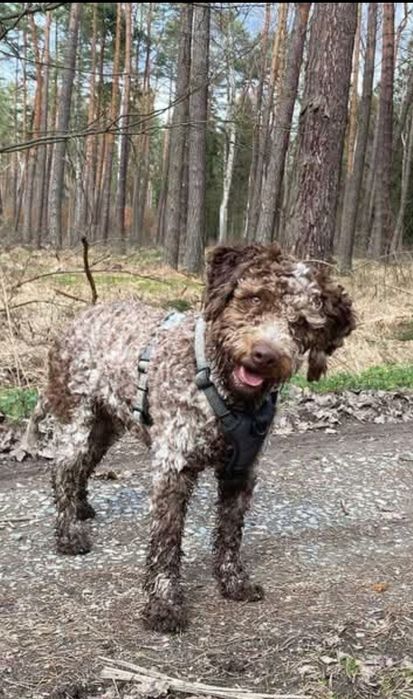 Lagotto romagnolo suczka ZKwP FCI biało brązowa