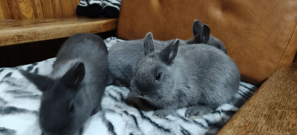 Karzełek niebieski miniaturka