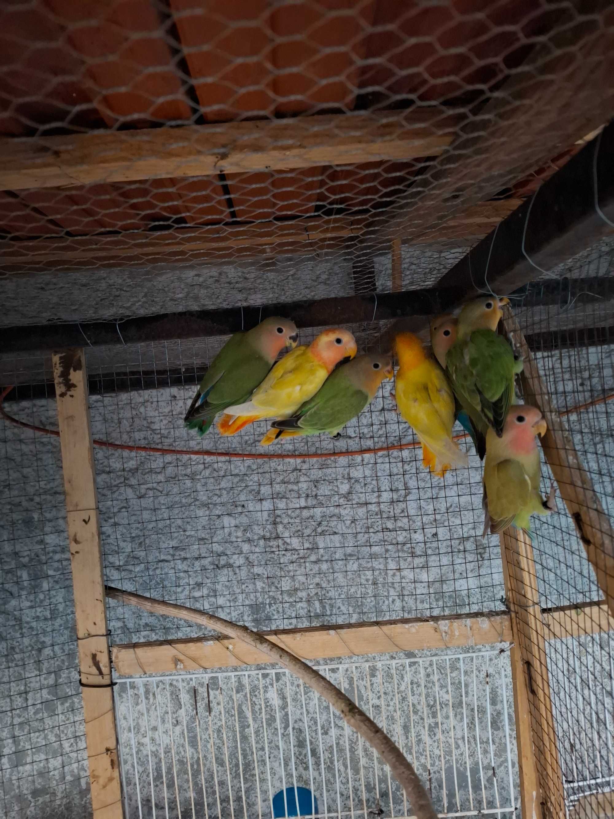 Agapornis deste ano para cedencia