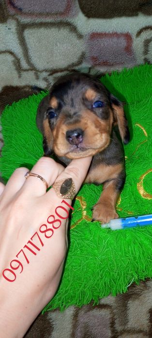 Мініатюрні чистокровні мраморні такси