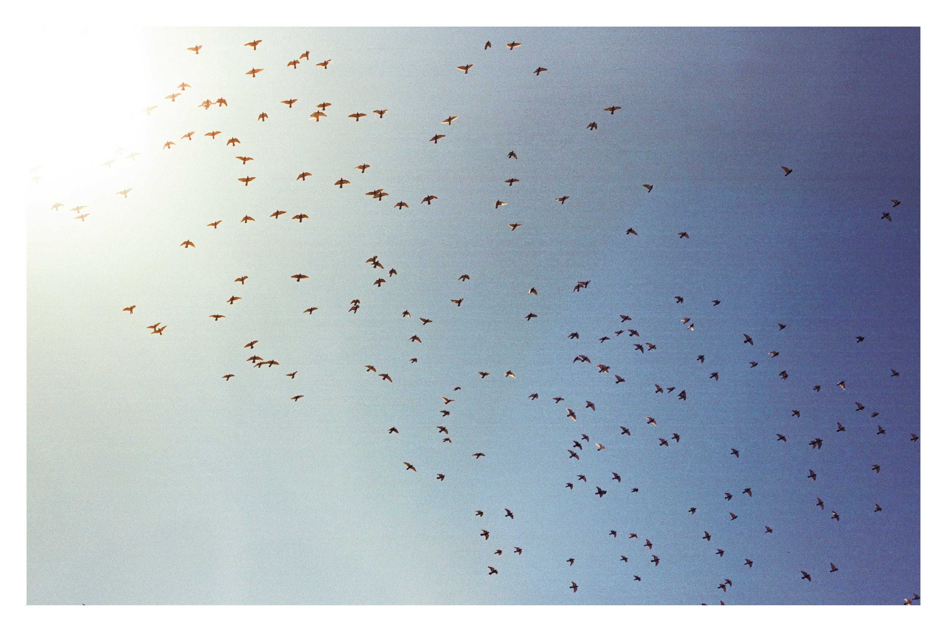 Canon AE-1 і Canon FD 50mm f/1.8