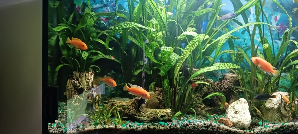 Akwarium panorama 210l