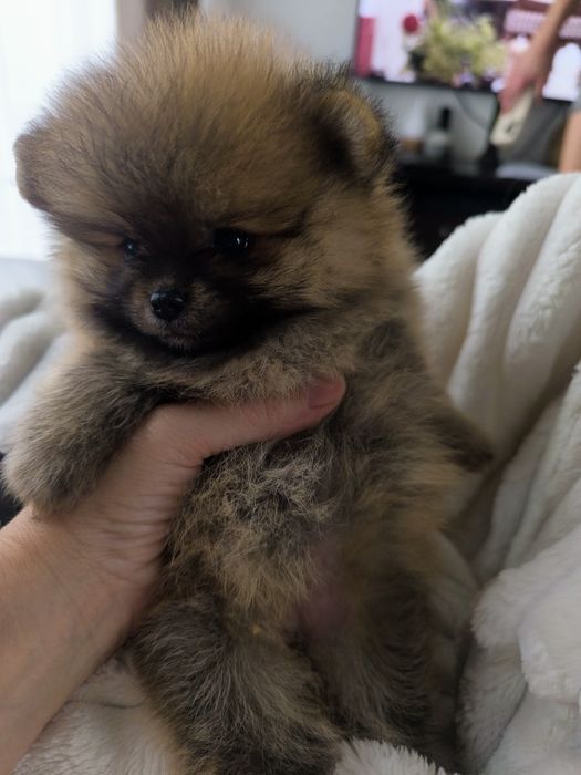 Spitz Anão Lulu da Pomerânia. Lop e Afixo Super mini. Russo