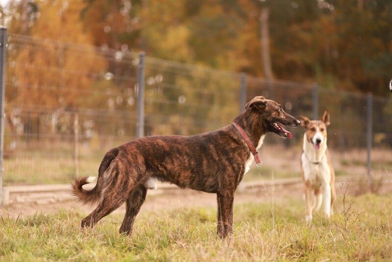 Może i nie widzi, ale kocha mocno, daj mu szansę na dom