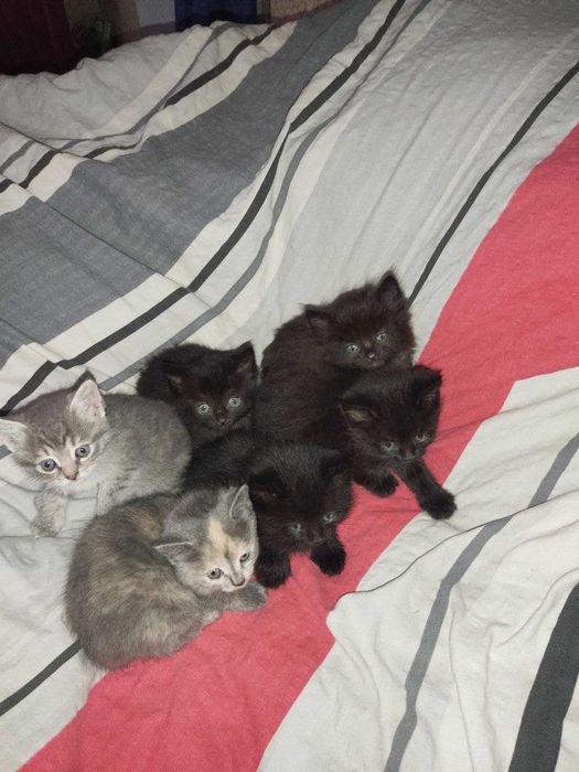 Котенята Вінниця