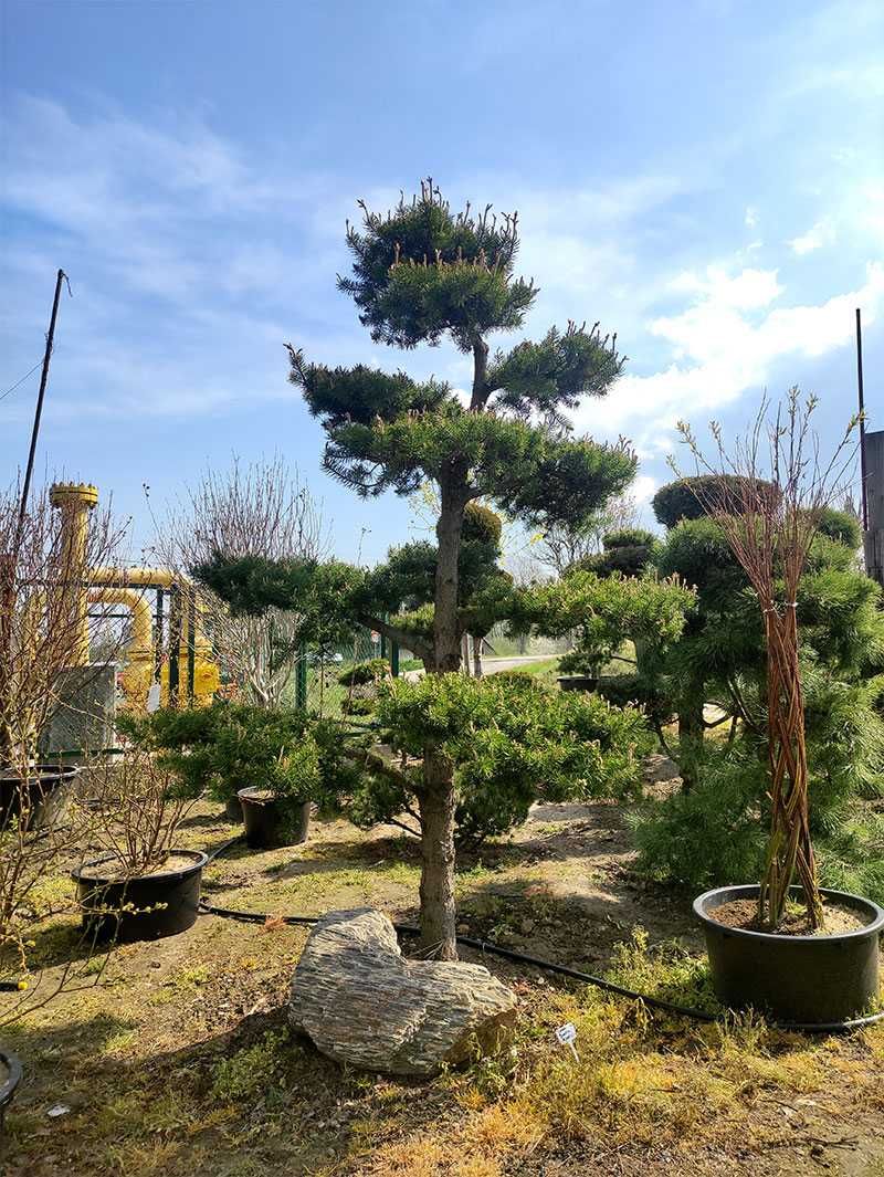 Drzewa i krzewy ozdobne formowane, bonsai, DUŻE OKAZY