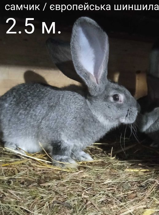 Кролі, шиншила, строкач