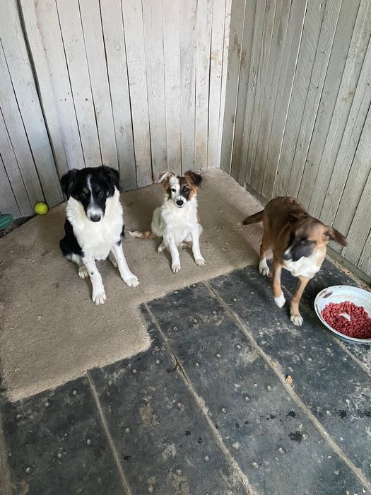 Стерелізовані дівчата терміново шукають дім, привезу