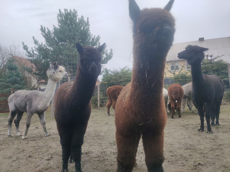 Sprzedam śliczne Samce Alpak