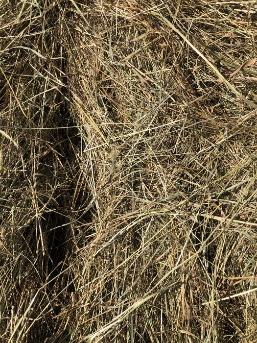 Piekne Siano 120 z hali bezdeszczowe