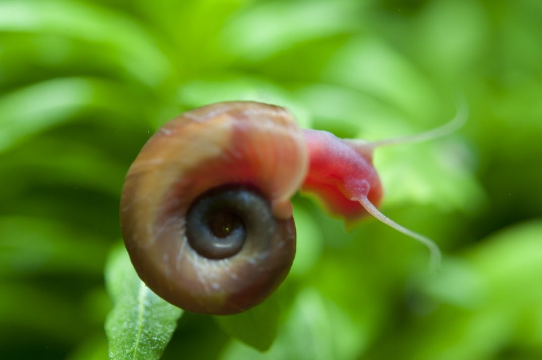 Caracóis aquário