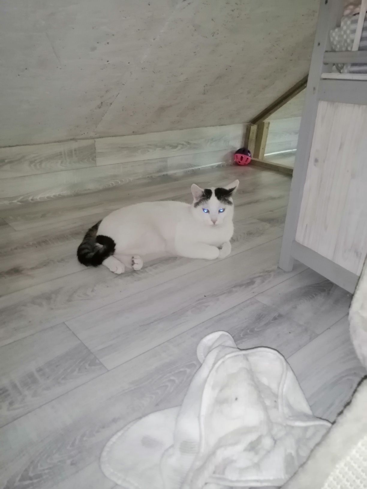 Najkochańszy kotek w świecie, kastrat.