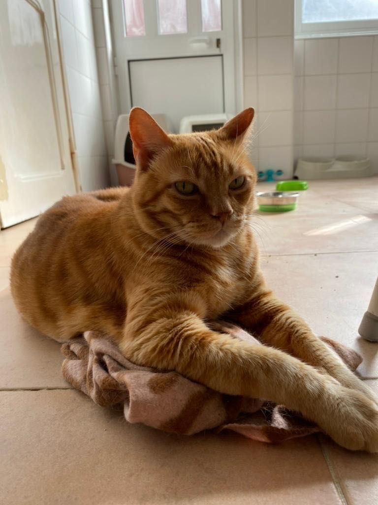 Pet Sitting Lisboa e Arredores