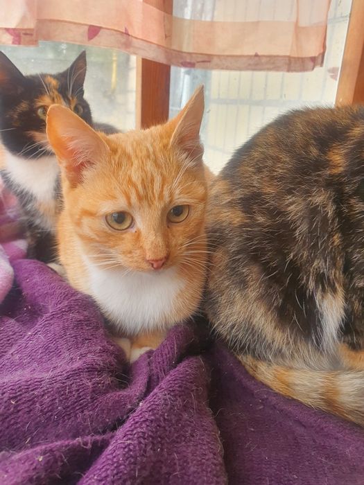 Прилаштовуємо котят в  люблячі родини