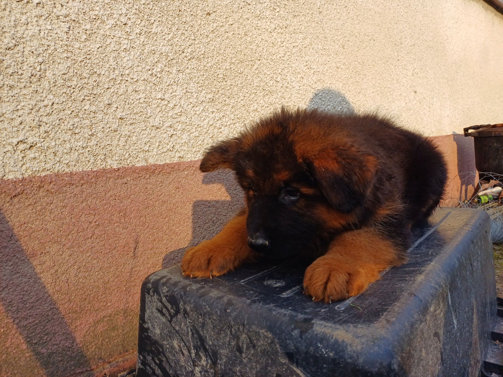 Owczarek Niemiecki piesek