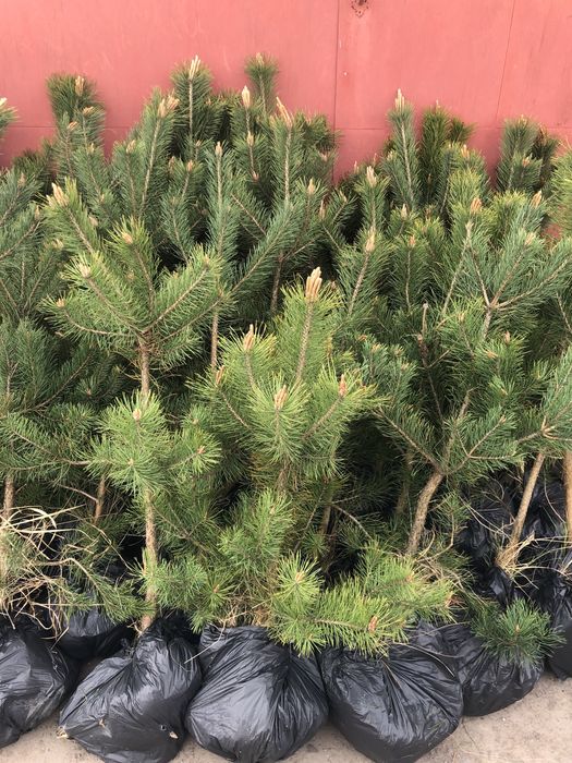 Саженцы сосни Кримской, саджанці Кримської сосни.