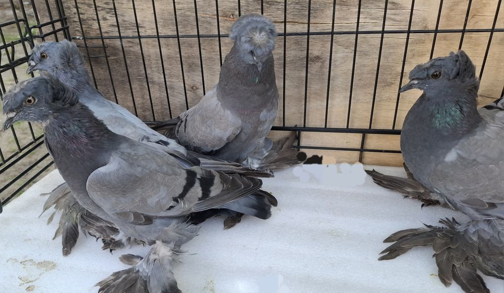 Turkoty niemieckie dwuczube siwe na pasach