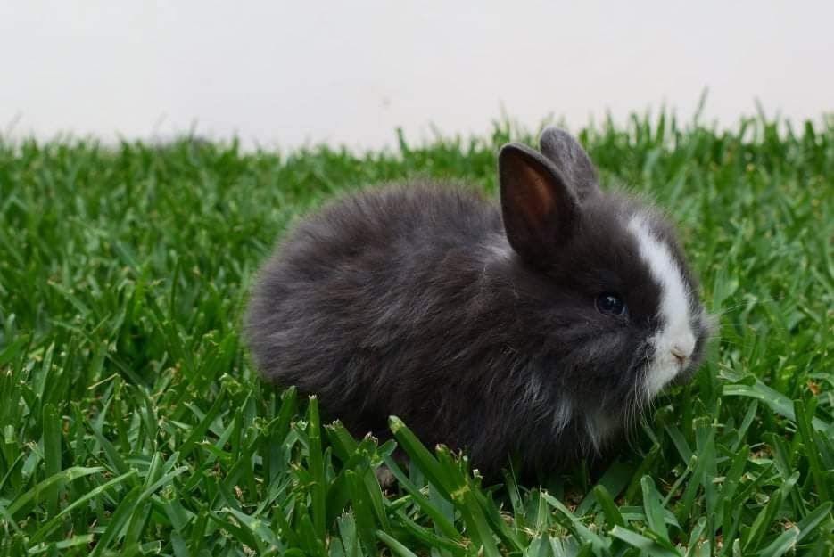 Coelhos anões miniatura