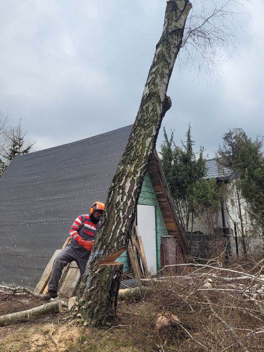 Pielęgnacja, wycinka drzew, podnośnik koszowy, czyszczenie działek