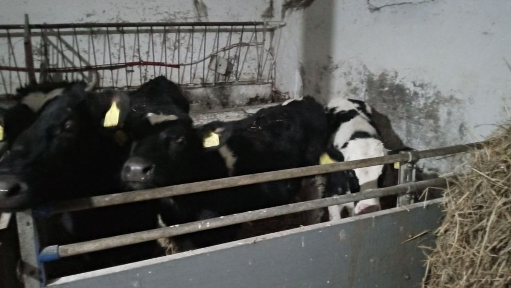 Byczki sprzedam ladne