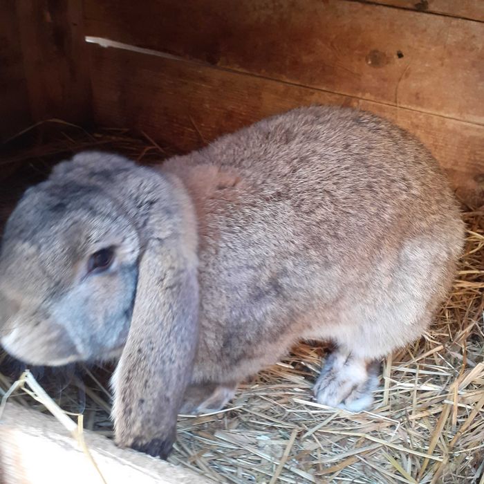 Kroliki rasa baran francuski:samce i samice!