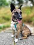 Miodek – mały, pełen życia psiak szuka domu! Adopcja