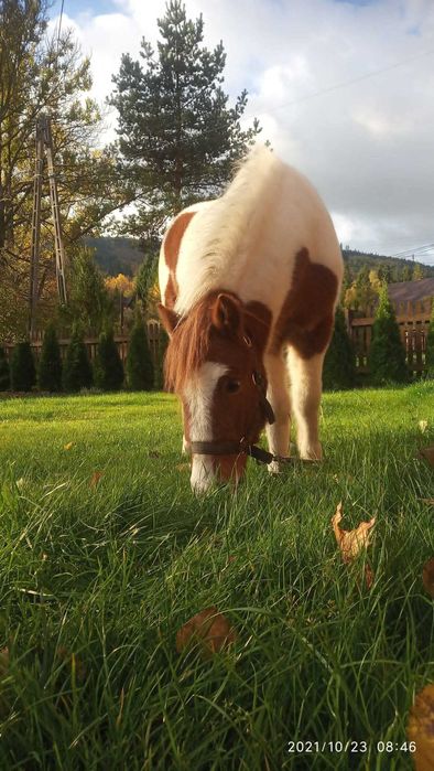 Kucyk kuc konik koń shetland pony konie