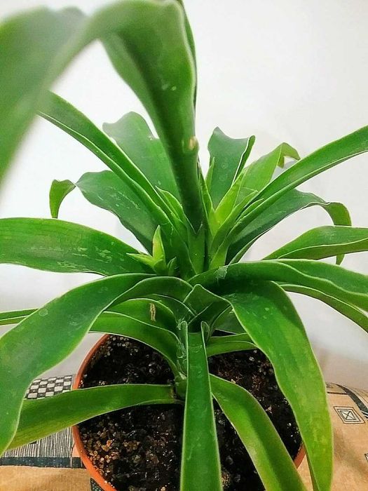 Юкка  домашняя пышный  цветочек.